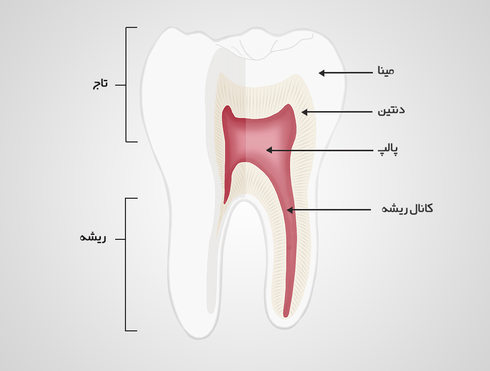 Tooth Structure.png